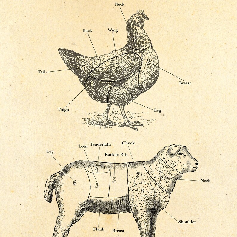 Labeled Meat AMERICAN Meat Cuts Chart, Butcher Diagram Print, Vintage Style Kitchen ...