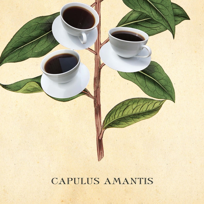 Botanical Coffee Poster, Coffee Art Print, Kitchen wall art, coffee bar, UNFRAMED image 9