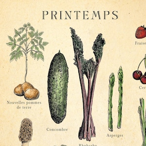 French seasonal fruit and vegetable chart. print separated into 4. Spring, summer, autumn winter titles, etchings in each of fruit and veg, set on an aged antique style background. Vintage but modern style. Each image has what it is in French under.