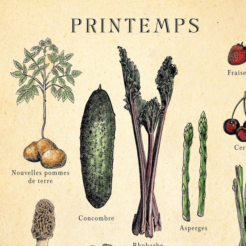 French seasonal fruit and vegetable chart. print separated into 4. Spring, summer, autumn winter titles, etchings in each of fruit and veg, set on an aged antique style background. Vintage but modern style. Each image has what it is in French under.