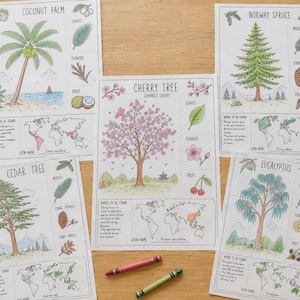 May include: Five educational botanical prints featuring the Coconut Palm, Norway Spruce, Cherry Tree, Cedar Tree, and Eucalyptus. Each sheet includes a central tree illustration, detailed drawings of leaves, flowers, and fruit, plus a world map.