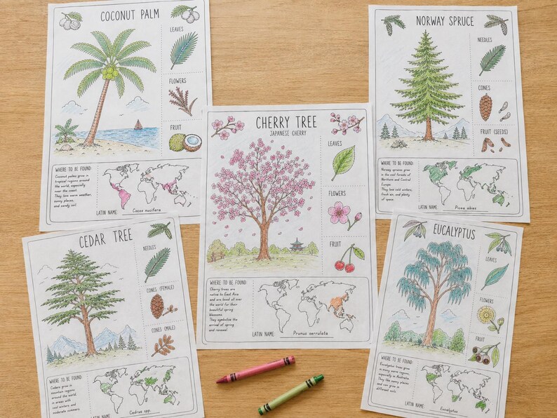 May include: Five educational botanical prints featuring the Coconut Palm, Norway Spruce, Cherry Tree, Cedar Tree, and Eucalyptus. Each sheet includes a central tree illustration, detailed drawings of leaves, flowers, and fruit, plus a world map.