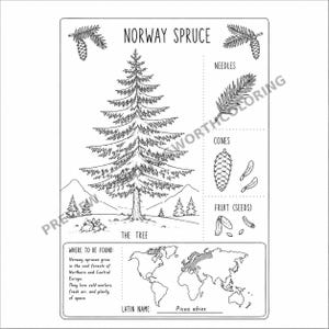 May include: A black and white educational coloring page featuring a Norway Spruce tree, its needles, cones, and seeds. The sheet includes a world map highlighting its habitat, the Latin name Picea abies, and descriptive text about the tree.