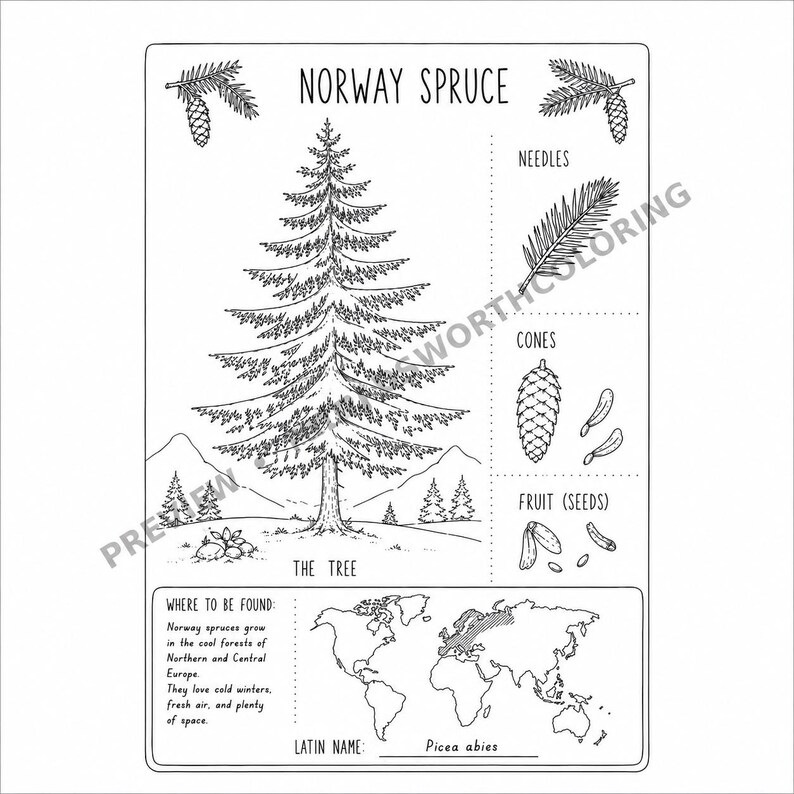 May include: A black and white educational coloring page featuring a Norway Spruce tree, its needles, cones, and seeds. The sheet includes a world map highlighting its habitat, the Latin name Picea abies, and descriptive text about the tree.
