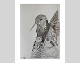 Original Graphite Hummingbird Drawing, White Mat Framed Art (8x10)