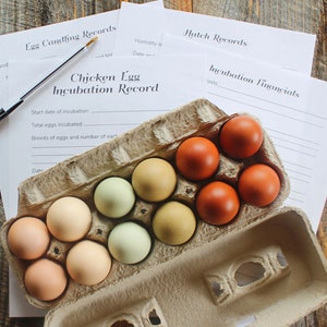 Chicken Egg Incubation Records Printable Forms Printer Friendly PDF Backyard Chickens Chick Hatching Tracking Homestead Records log journal