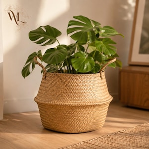 Puede incluir: Una cesta redonda de hierba marina tejida en color tostado natural con dos asas de cuerda resistentes. La cesta presenta una base ancha y cónica con una abertura superior más estrecha, conteniendo una planta Monstera de hojas verdes.