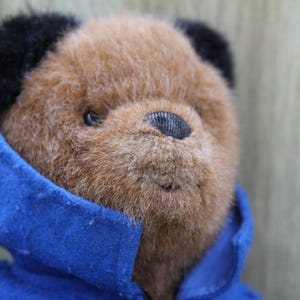 Könnte beinhalten: Nahaufnahme eines Teddybären mit braunem Fell und schwarzen Ohren. Der Bär trägt einen leuchtend blauen Kapuzenmantel. Die Nase des Bären ist schwarz und seine Augen sind klein und dunkel.