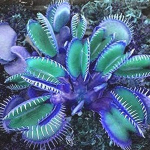 May include: A Venus flytrap plant featuring multiple open, hinged leaves with vibrant green interiors and deep purple, tooth-like cilia along the edges. The plant displays a dense, clustered growth pattern with several traps radiating from the centre.
