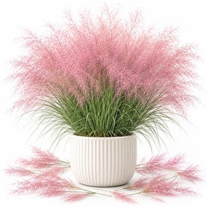 Pink Muhly Grass Live Starter Plant, 5-8 Inches Tall, Well-Rooted in 4-Inch Pot, Pink Plumes, Ships Without Pot