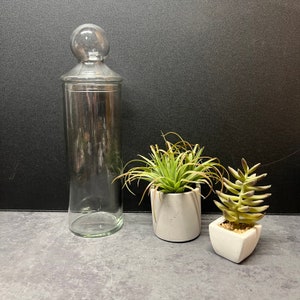 May include: A tall, clear glass canister with a spherical lid topper, positioned next to two small potted artificial plants. One plant is in a round, light gray pot, and the other is in a smaller, square, white pot with visible pebbles.