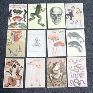 12 x cartes postales éclectiques - revers vierges, jeu de cartes illustrées - grenouille, triton, serpent, coeur - scrapbooking gothique original Style vintage
