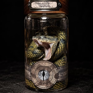 Peut inclure: Un bocal en verre transparent contenant un serpent enroulé aux motifs verts et noirs, la gueule grande ouverte. Le bocal possède un couvercle en bois avec un porte-étiquette en métal et une étiquette circulaire représentant un œil.