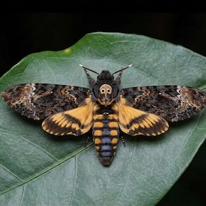 Könnte beinhalten: Ein Totenkopfschwärmer mit dunkelbraun und schwarz gemusterten Vorderflügeln, leuchtend gelb und schwarz gestreiften Hinterflügeln und einem markanten totenkopfähnlichen Muster auf dem Thorax, der mit ausgebreiteten Flügeln auf einem großen grünen Blatt ruht.