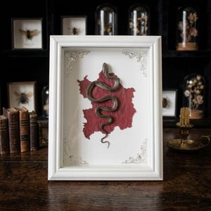 Può includere: Una cornice a cassetta rettangolare bianca con decorazioni argentate agli angoli, contenente un esemplare di serpente grigio preservato montato su uno sfondo di carta rosso scuro testurizzato. La cornice è posizionata verticalmente con il serpente avvolto.