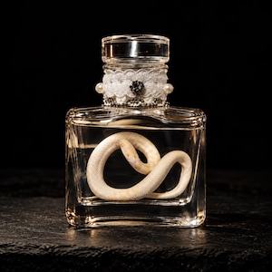 May include: A clear glass rectangular bottle containing a coiled white snake specimen. The neck of the bottle is decorated with a white lace trim, small white pearls, and a central dark circular embellishment, topped with a clear glass stopper.