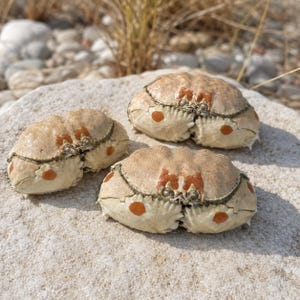 May include: Three dried crab shells with a light beige, textured exterior. Each shell features distinct orange circular spots and dark, intricate line patterns across the top surface, showcasing the natural anatomy of the crustacean carapaces.