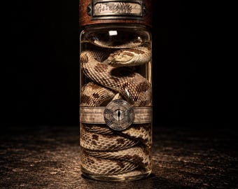 Snake Wet Specimen Bottle, Victorian Natural History Curio Decor, Gothic Science Display Art, Latin Name Label, One of a Kind Collector Gift