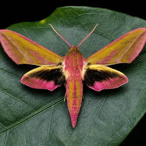 Pink Moth Specimen, Real Elephant Hawk Moth, Deilephila elpenor, Natural History Insect Display, Entomology Collector Gift, DIY Supplies