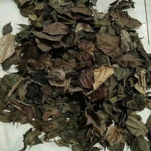 Pode incluir: Uma coleção de folhas secas e caídas em vários tons de castanho, bege e verde suave. As folhas são quebradiças, enroladas e sobrepostas, exibindo texturas naturais, nervuras e bordas irregulares por toda a pilha densa e estratificada.