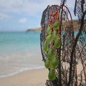 May include: A cluster of ten smooth, translucent, light green sea glass pieces shaped like teardrops. Each piece is individually suspended by a thin, tan leather cord, creating a cascading arrangement that hangs from a dark, fan-shaped coral structure.