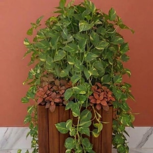 May include: A rectangular wooden planter box with vertical slats containing a large trailing pothos plant with variegated green and yellow leaves, accented by two smaller clusters of reddish-brown fittonia plants nestled at the base of the foliage.