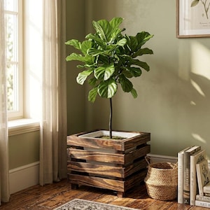 Pode incluir: Uma planta figueira-lira com grandes folhas verdes brilhantes plantada num vaso quadrado de madeira castanho-escura. O vaso apresenta ripas horizontais e um recipiente interior branco, que aloja o caule central da planta.