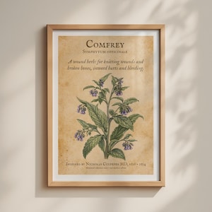 May include: A framed botanical print on aged parchment paper featuring a Comfrey plant with green leaves and purple flowers. The text reads: Comfrey, Symphytum officinale, A wound herb: for knitting wounds and broken bones, inward hurts and bleeding.