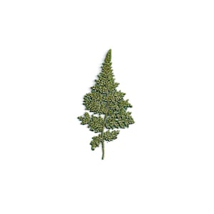 May include: A single green fern frond with delicate, feathery leaves.