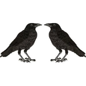 May include: Two black crows facing each other with their beaks almost touching. The crows are in a white background.