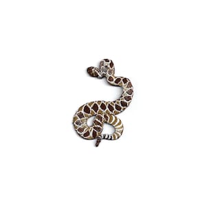 Snake - Rattlesnake - Diamondback - Embroidered Iron On Patch - Crafts