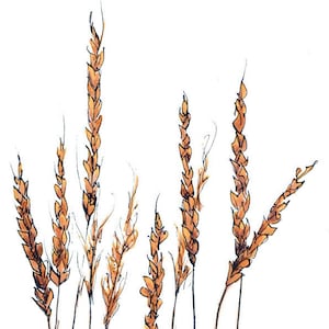 Wheat 8x10 Print