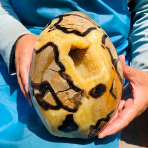May include: A large, egg-shaped septarian nodule featuring a polished surface with a mix of golden-yellow calcite and dark brown to black aragonite veins. The center of the stone displays a hollow geode cavity filled with small, sparkling crystals.