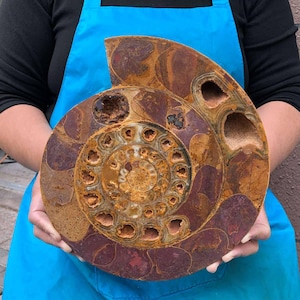 May include: A large, circular ammonite fossil featuring a polished surface with deep reddish-brown and golden-tan swirling patterns. The center displays intricate, small spiral chambers, while the outer sections contain larger, hollowed-out cavities.