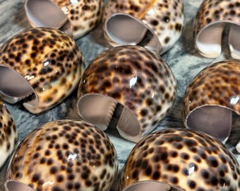 Tiger Cowrie Shell Napkin Rings, 12 Napkin Rings, Beach Napkin Rings, Beach Decor, Tropical Decor, Large Cowrie Shells, Made in Philippines