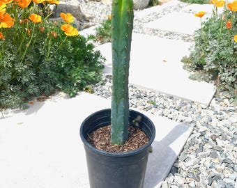 T. Bridgesii cactus SS02 Healthy Rooted Cereus Top Cut Specimen Min 8-10" - Live Plant Collectible Cactus Garden Xeriscape