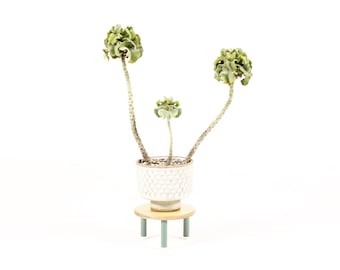 Modernist / Minimalist Plywood + Tubular Steel Low Plant Stand / Pedestal — Tier Collection