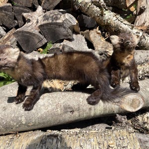 May include: Two taxidermy pine martens with dark brown fur and lighter tan patches on their chests and faces. One marten stands in profile facing left, while the other sits upright behind it, both featuring small rounded ears and dark eyes.