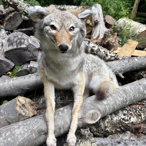 May include: A taxidermy coyote with grey, tan, and white fur, pointed ears, and a black nose, positioned in a seated posture. The animal has amber-colored eyes and is facing forward, displaying detailed fur texture and naturalistic facial features.