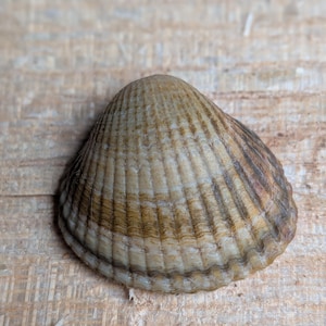 May include: A single cockle shell featuring a rounded, fan-like shape with prominent, radiating ridges. The shell displays a natural colour palette of muted beige, tan, and brown tones, with a textured surface and a scalloped, wavy edge along the bottom.