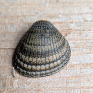 May include: A single seashell with a conical shape and a textured surface featuring radial ridges. The shell displays a colour palette of muted greys, browns, and off-white tones, with a small, circular hole visible at the very top of the apex.