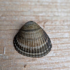 May include: A single cockle shell featuring a fan-shaped design with prominent radial ridges. The shell displays a gradient of colours ranging from light beige and tan to dark brown and charcoal grey, with a small hole visible at the apex.