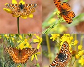 Butterfly Photos Gift Set Nature Photography Rustic Wall Decor Save 20% on Set of 4 Fine Art Prints