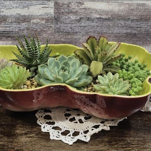 May include: An oblong planter with a burgundy exterior and a chartreuse interior, filled with various succulents and small pebbles. The planter sits on a white lace doily, creating a contrast of textures and colours. The arrangement includes several types of succulents.