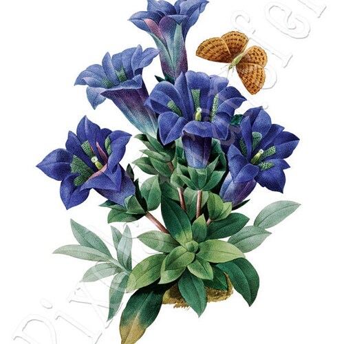 Blue Flower Botanical Print R59 Beautiful Antique Redoute Wall Etsy