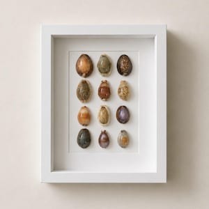 May include: A white rectangular frame containing a collection of twelve assorted cowrie shells arranged in a four-by-three grid. The shells display various natural colours including shades of brown, tan, grey, and purple with smooth surfaces.