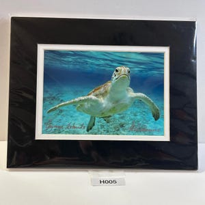 Peut inclure: Une impression photographique montée représentant une tortue de mer nageant dans une eau bleue claire. L'image comporte le texte Cayman Islands et une signature dans les coins inférieurs, le tout encadré par un passe-partout noir et blanc.