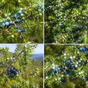 Puede incluir: Un collage de cuatro vistas en primer plano de ramas de enebro con hojas verdes afiladas en forma de aguja y racimos de pequeñas bayas redondas en diversas etapas de maduración, desde tonos verde claro hasta azul profundo y morado.