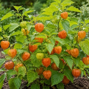Könnte beinhalten: Eine Physalis alkekengi Pflanze mit zahlreichen leuchtend orangefarbenen, papierartigen, laternenförmigen Kelchen, die an dünnen grünen Stielen hängen. Die Pflanze hat kräftig grüne, gezackte Blätter und wächst in dunkler Erde, mit dichten Fruchtständen.