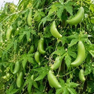 Cyclanthera pedata – 20 seeds – Achocha